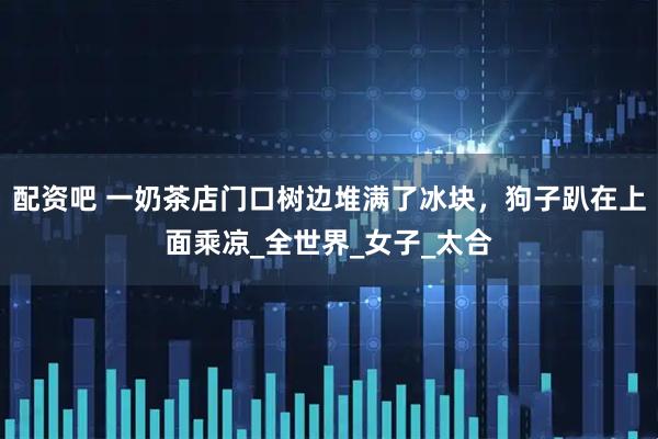 配资吧 一奶茶店门口树边堆满了冰块，狗子趴在上面乘凉_全世界_女子_太合
